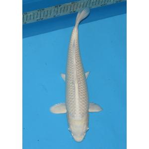 錦鯉　No607　プラチナ黄金　令和5年産　39cm　　錦鯉