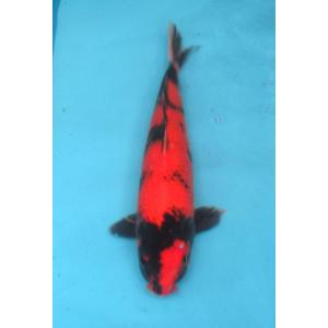 錦鯉　No39　銀鱗丹頂昭和　令和5年産　59cm　錦鯉