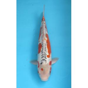 錦鯉　No54　大正三色　令和3年産　55cm　錦鯉