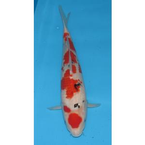錦鯉　No67　白写り　令和1年産　55cm　錦鯉
