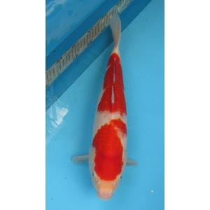 錦鯉　No06　ジャンボ当歳　仙助紅白　令和5年産30cm 