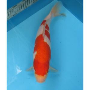錦鯉　No05　ジャンボ当歳　仙助紅白　令和5年産30cm 