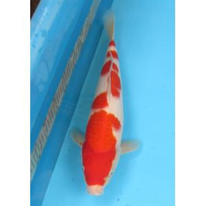 錦鯉　No04　ジャンボ当歳　仙助紅白　令和6年産3２cm