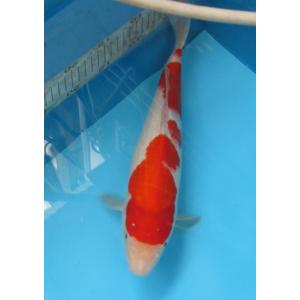 錦鯉　No02　ジャンボ当歳　仙助紅白　令和5年産36cm 　生産証明書付き　　錦鯉