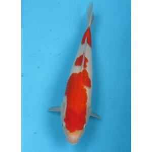 錦鯉　No11　ジャンボ当歳　大正三色　令和5年産27cm 