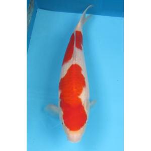 錦鯉　No14　ジャンボ当歳　仙助紅白　令和3年産26cm