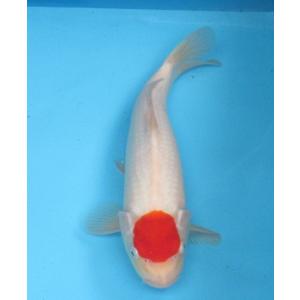 錦鯉　No24　ジャンボ当歳　仙助紅白　令和3年産35cm 　生産証明書付き　錦鯉