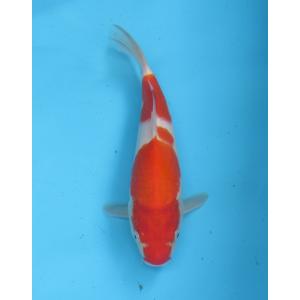 錦鯉　No29　ジャンボ当歳　仙助紅白　令和6年産29cm　生産証明書付き　錦鯉