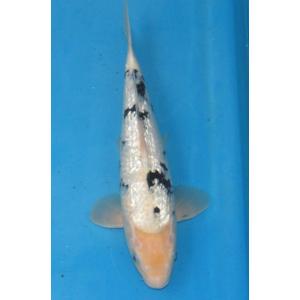 錦鯉　No65　仙助紅白　令和3年産　44cm　錦鯉