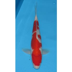 錦鯉　No81　昭和三色　令和1年産　45cm　錦鯉
