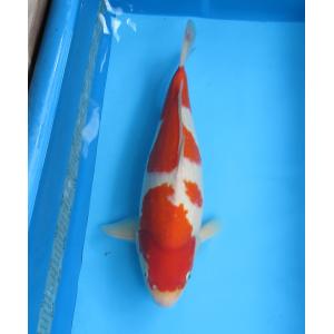 錦鯉　No76　落ち葉時雨　令和3年産　27cm　錦鯉