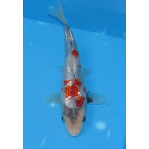 錦鯉 No402　紅白　令和5年産　19cm　錦鯉