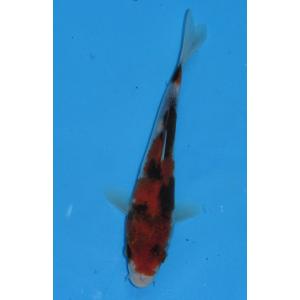 錦鯉 No406 仙助紅白　令和3年産　17cm　錦鯉