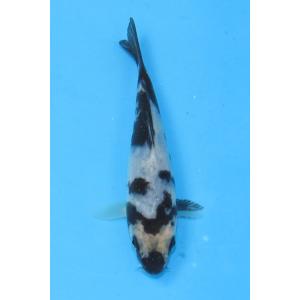 錦鯉 No407 大正三色　令和3年産　16cm　錦鯉　