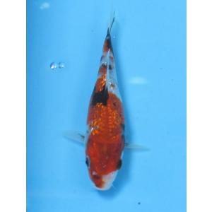 錦鯉　No414 ドイツクジャク黄金　令和3年産　16cm　錦鯉
