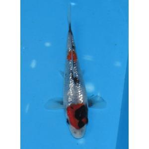 錦鯉 No421 菊水　令和3年産　14cm　錦鯉