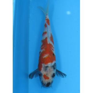 錦鯉 No425 大正三色　令和3年産　16cm　錦鯉