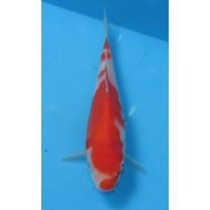 錦鯉 No426　錦鯉8尾セット　令和4年産　10cm〜13cm　錦鯉