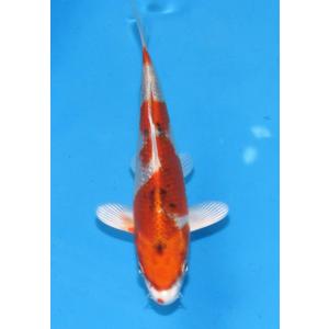 錦鯉　No427 仙助紅白　令和3年産　13cm　錦鯉