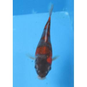 錦鯉 No429 大正三色　令和3年産　15cm　錦鯉
