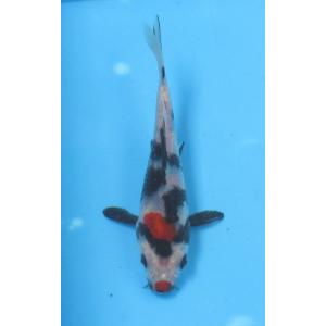 錦鯉 No430 仙助紅白　令和4年産　14cm　錦鯉