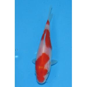 錦鯉 No431 仙助紅白　令和3年産　16cm　錦鯉