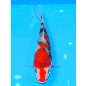 錦鯉 No431 クジャク黄金　令和5年産　15cm　錦鯉