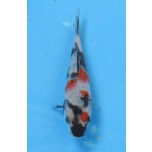 錦鯉 No435 大正三色　令和3年産　16cm　錦鯉