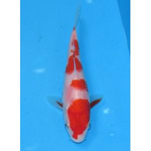 錦鯉 No435 銀鱗紅白　令和5年産　14cm　錦鯉