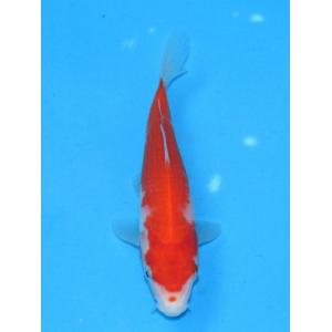 錦鯉 No439 銀鱗三色　令和3年産　15cm　錦鯉