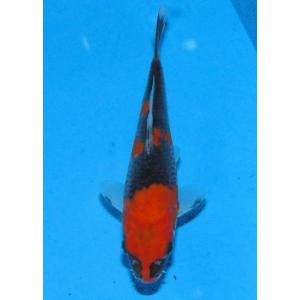 錦鯉 No438 昭和三色　令和5年産　20cm　錦鯉