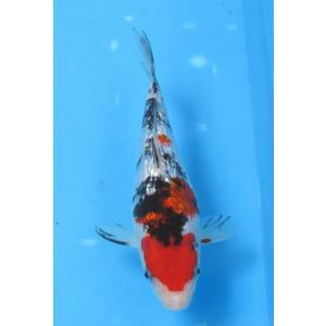 錦鯉 No445 丹頂紅白　令和6年産　18cm　錦鯉