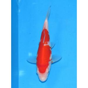 錦鯉 No446 仙助紅白　令和6年産　20cm　錦鯉