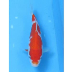 錦鯉 No449 仙助紅白　令和4年産　14cm　錦鯉