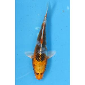 錦鯉 No449　紅白　令和5年産　17cm 錦鯉