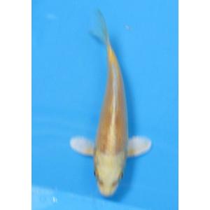 錦鯉 No452 大正三色　令和3年産　15cm 錦鯉