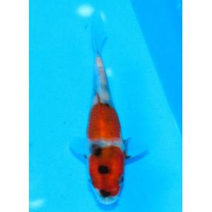 錦鯉 No451 輝黒龍　令和5年産 17cm　錦鯉