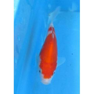 錦鯉 No456 仙助紅白　令和3年産　13cm　錦鯉