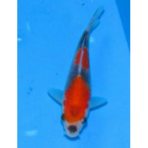 錦鯉　No457　紅白　令和5年産　18cm　錦鯉