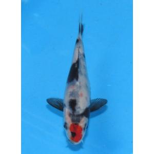 錦鯉　No460 銀鱗丹頂紅白　令和5年産 15cm　錦鯉