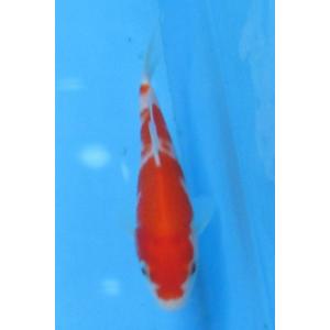 錦鯉　No464 銀鱗三色　令和4年産　14cm　錦鯉