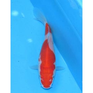 錦鯉　No472 大正三色　令和3年産　16cm　錦鯉