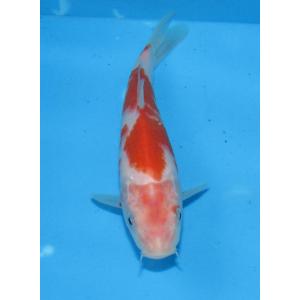 錦鯉　No477 仙助紅白　令和3年産　15cm　錦鯉
