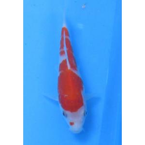 錦鯉　No481 紅九紋龍　令和3年産　15cm　錦鯉