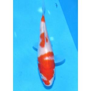 錦鯉　No484 仙助紅白　令和3年産　17cm　錦鯉