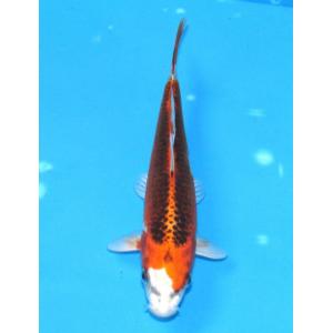 錦鯉　No486 仙助紅白　令和3年産　15cm　錦鯉