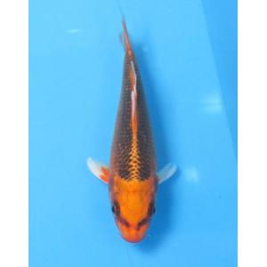 錦鯉　No487 仙助紅白　令和3年産　15cm　錦鯉