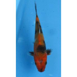 錦鯉　No494 紅白 令和4年産　20cm　錦鯉