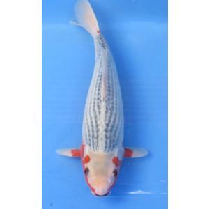 錦鯉 No526 錦鯉 観賞魚生体 浅黄 平成30年産 2才 40cm アキカン 錦鯉 B A625 アキカン ヤフー店