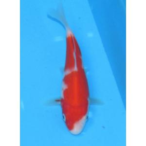 錦鯉 No482 菊水　令和3年産　15cm 錦鯉